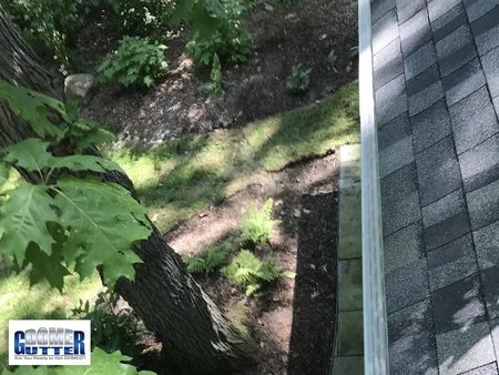 Asphalt shingle roof with GutterDome gutter guard — backyard tree.