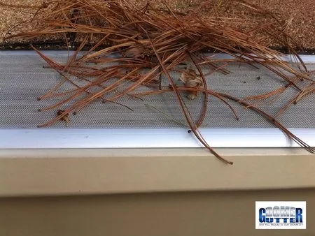 Asphalt shingle roof with GutterDome gutter guard — pine needles.